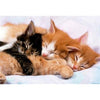 Educa 500 Piece Puzzle - Kittens